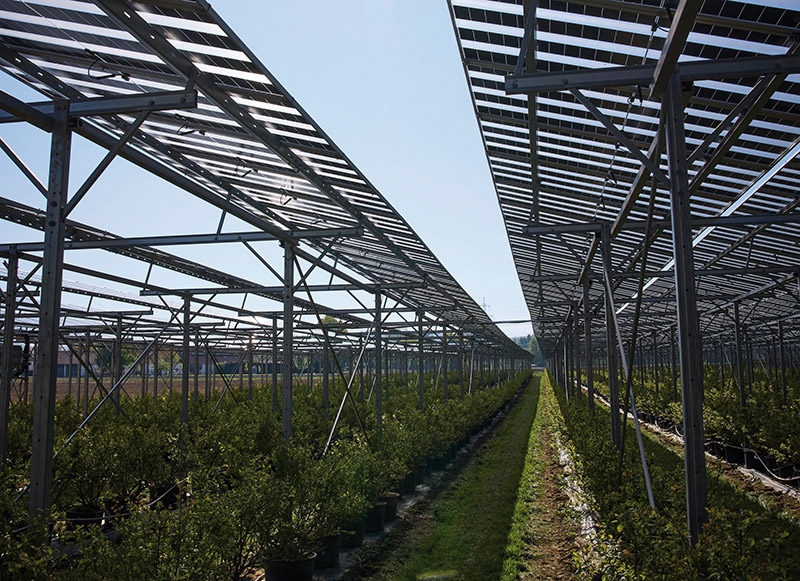 Anlage_für_Beeren_Agri_PV_Anlage_Wurzer_Wieselburg_c_RWA.jpg