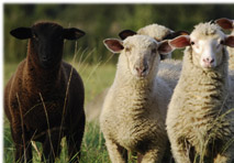 Mit dem System ISHAP Card haben Generalunternehmer die Sicherheit, dass auf ihren Baustellen keine schwarzen Schafe unterwegs sind.