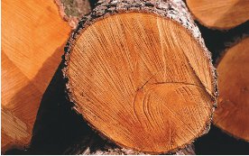 (Bildquelle: proHolz Eber) Holz bringt als Baumaterial viele Vorteile.